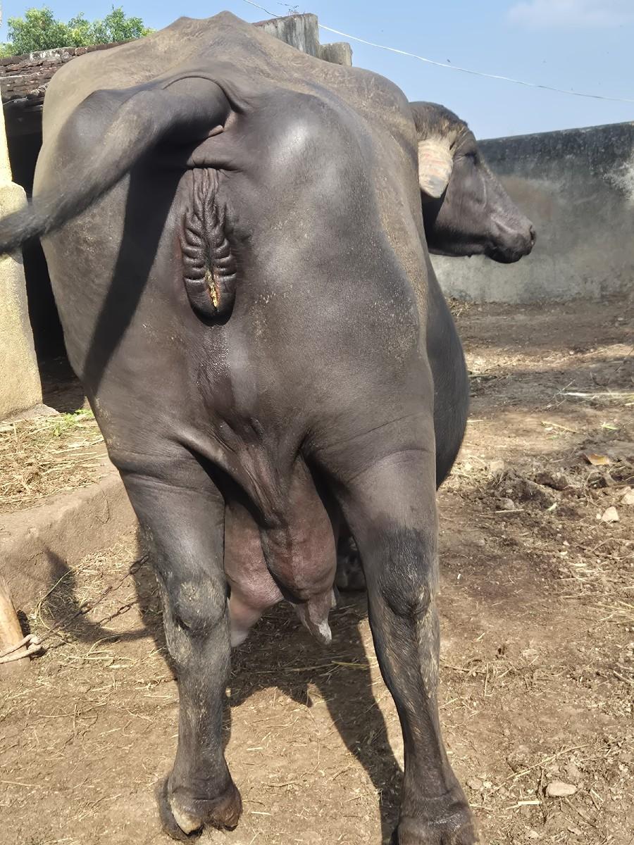 થંબનેલ 2