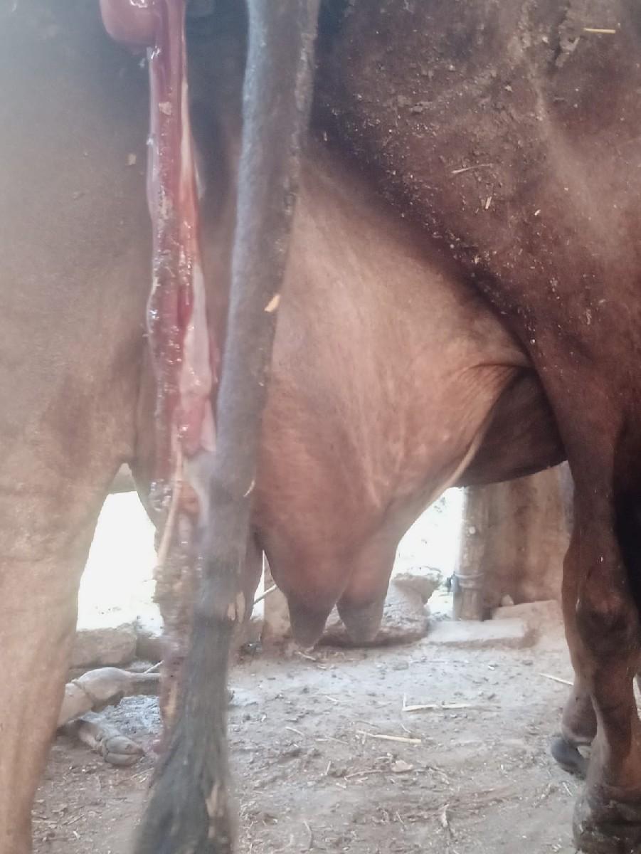 ગાય વેચવાની છે