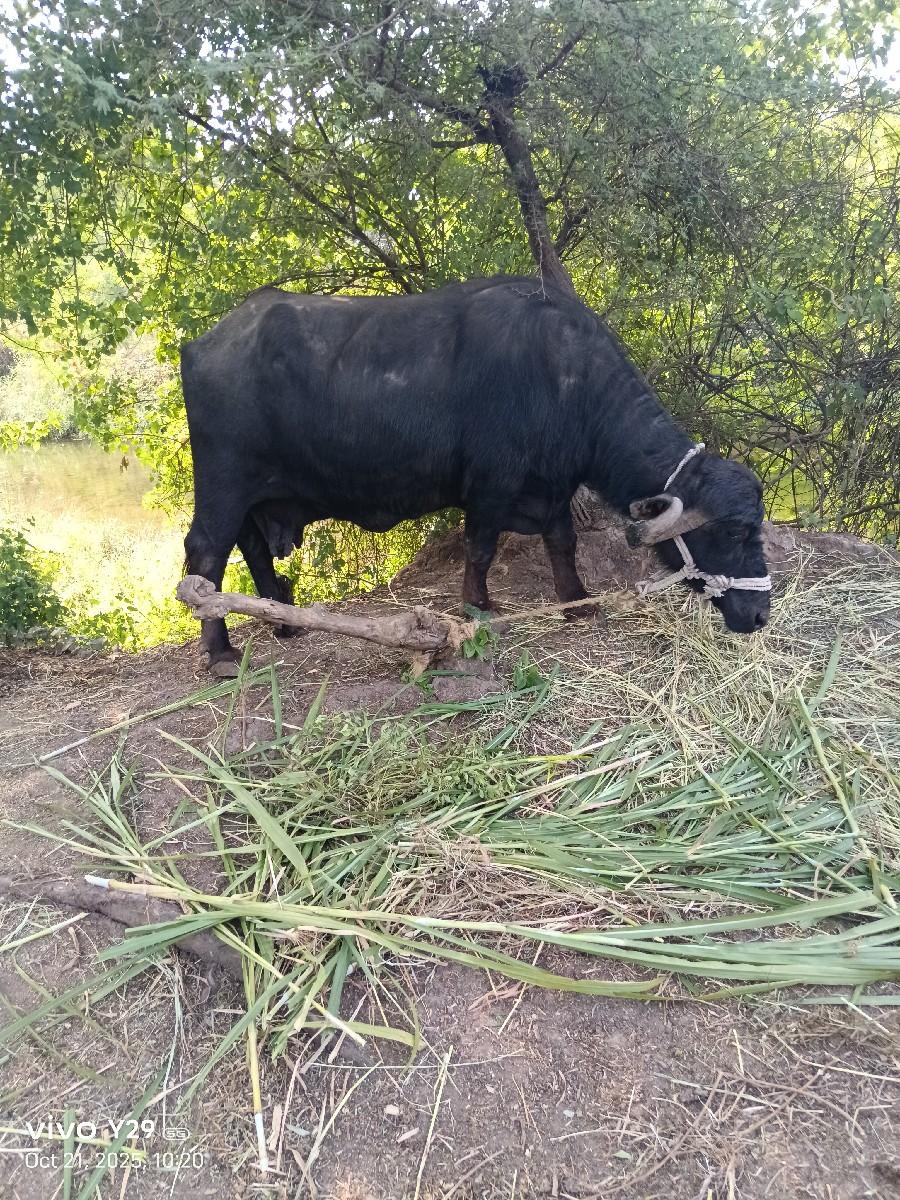 થંબનેલ 2