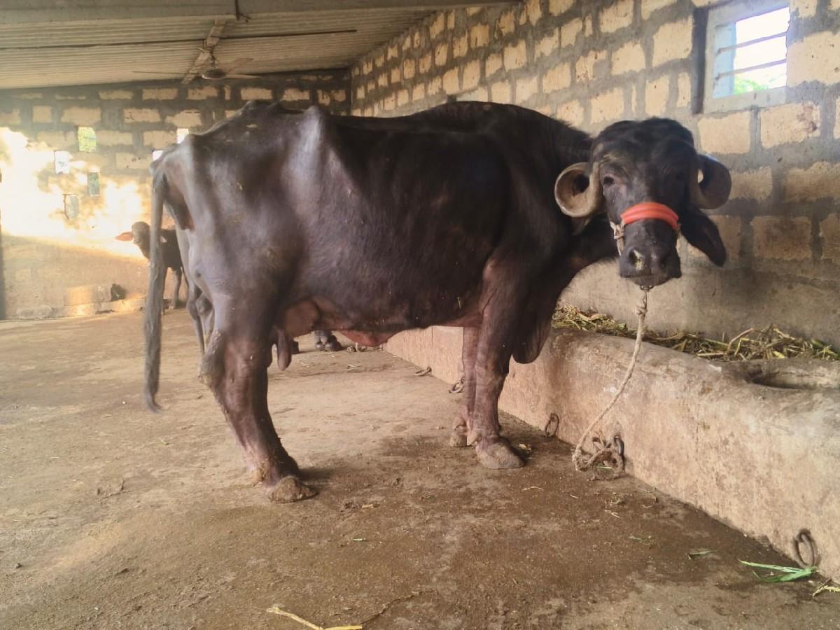 ૨ ભેસ વેચવાની છે