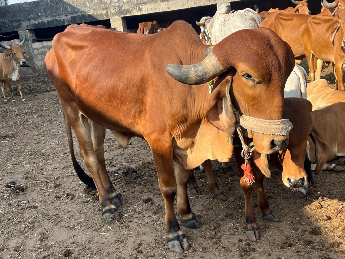 હૉડકી હારૅ   શાટા કરવાના છૅ