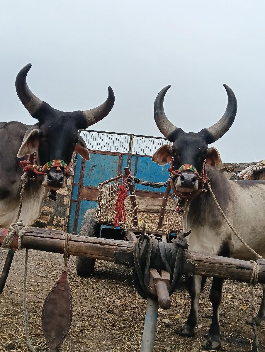 ગોધરા દેવાના હૈ