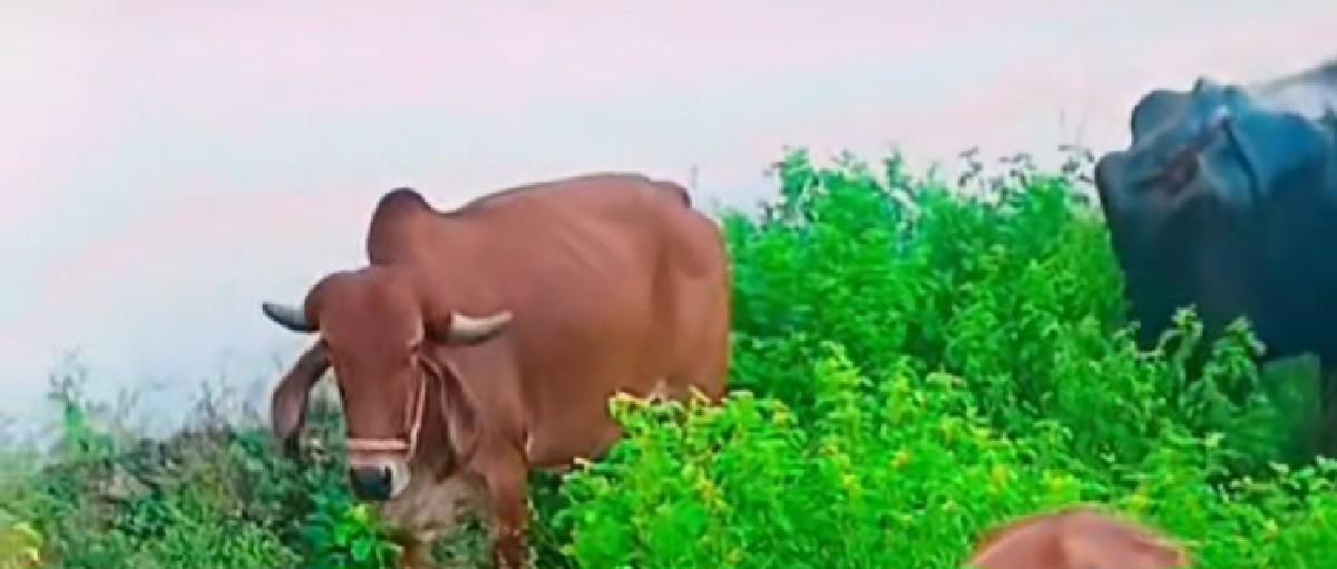 ગીર હોડકી