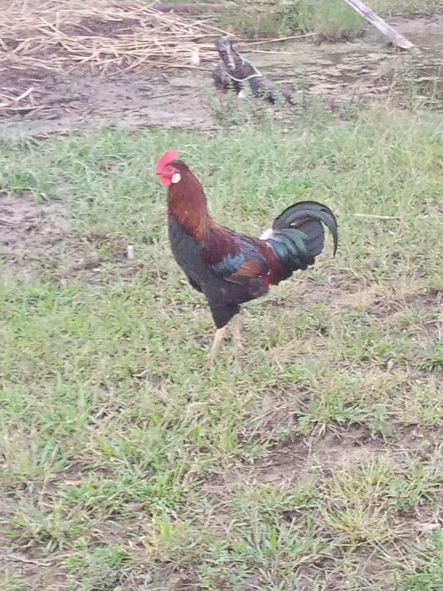 થંબનેલ 2