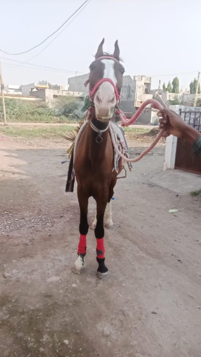 થંબનેલ 2