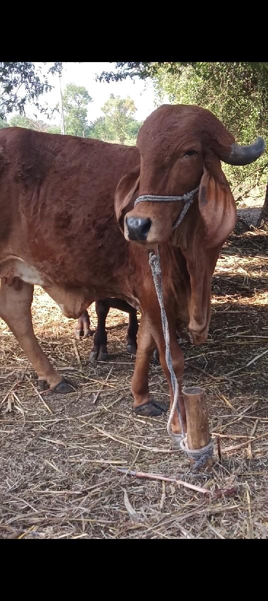 થંબનેલ 2