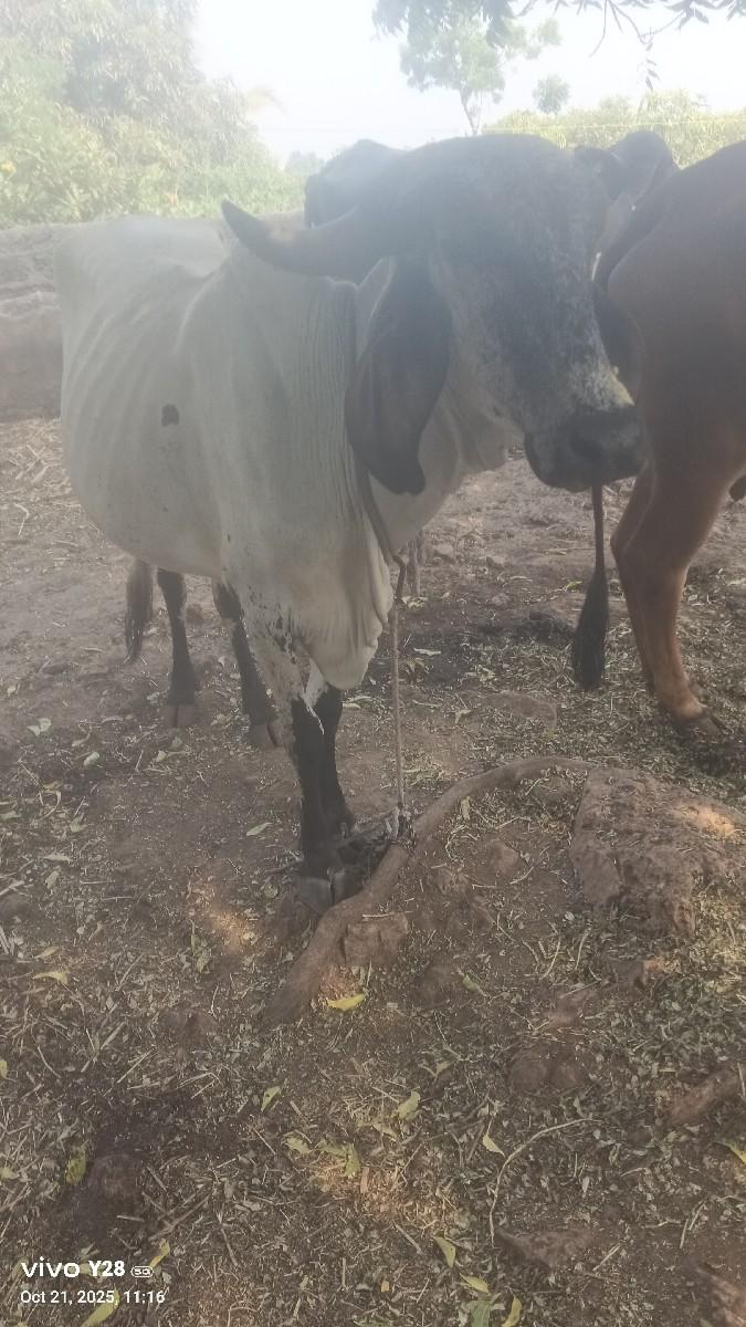 ગાય વેચવાની છે