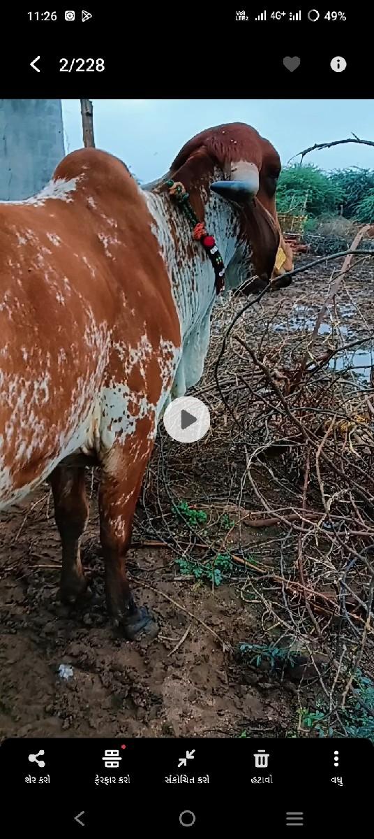 थंबनेल 2