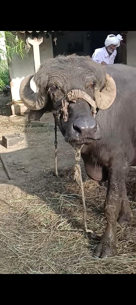 થંબનેલ 2