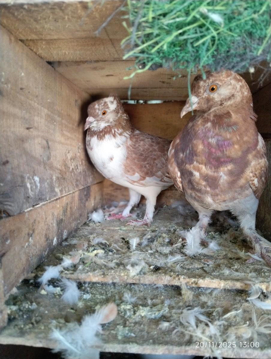 થંબનેલ 2