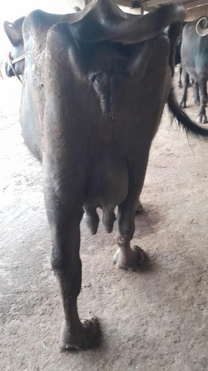 ભેસ વેસવાની