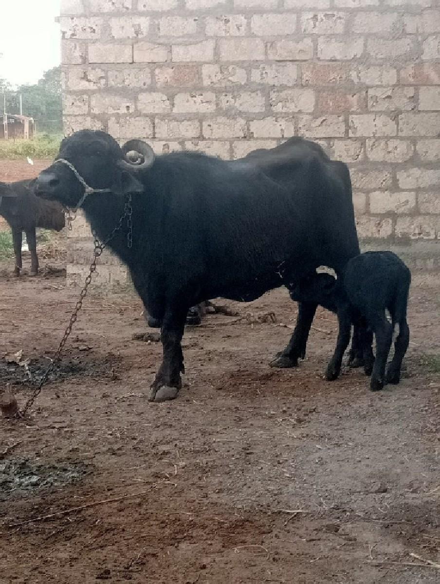 થંબનેલ 3