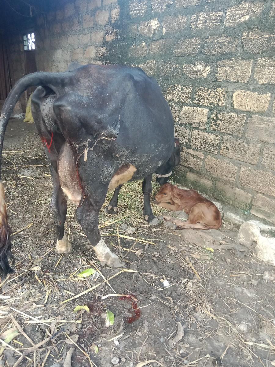 થંબનેલ 2