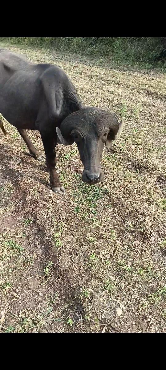 જાફરાબાદી ખડેલા