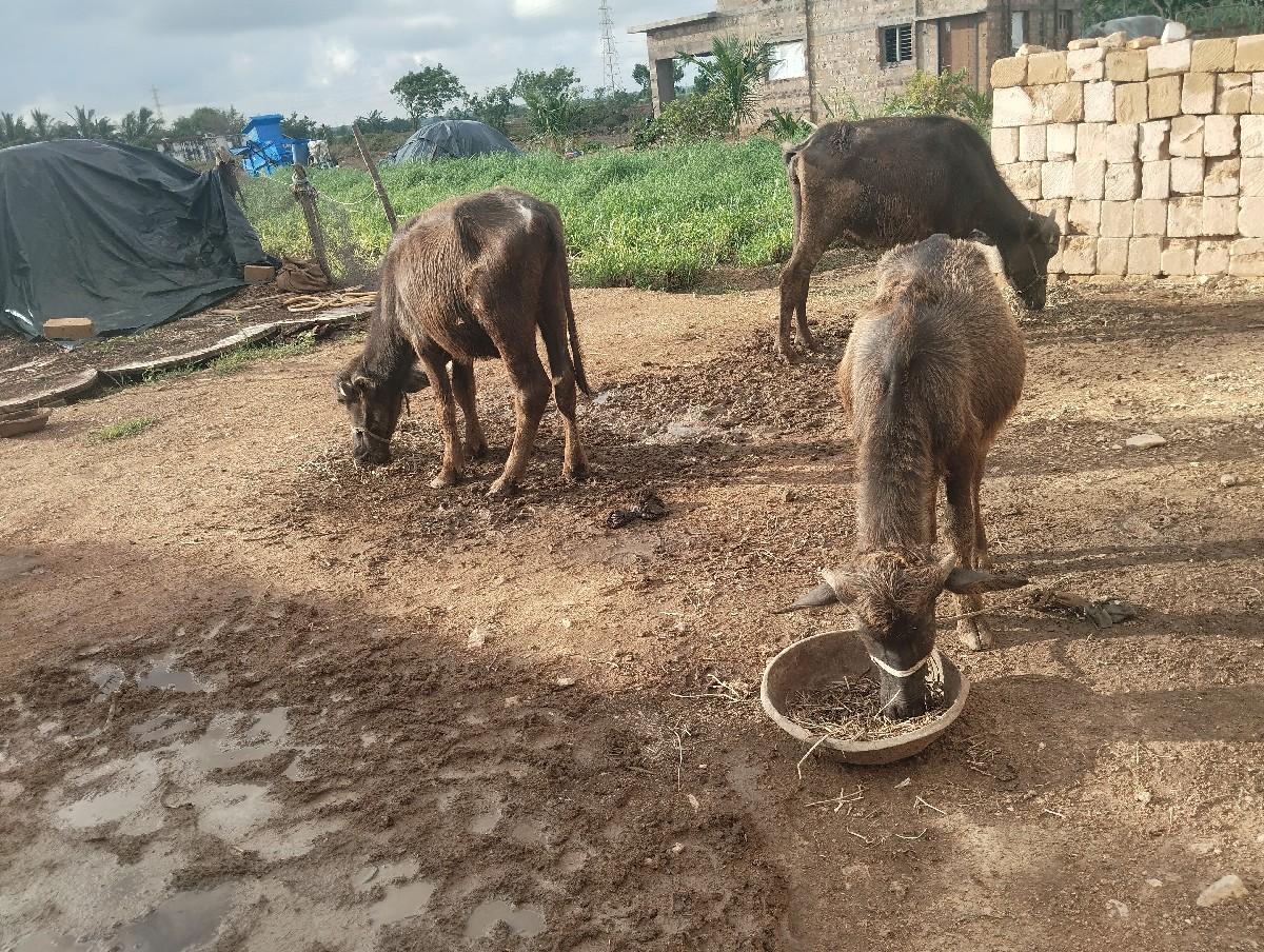 થંબનેલ 3