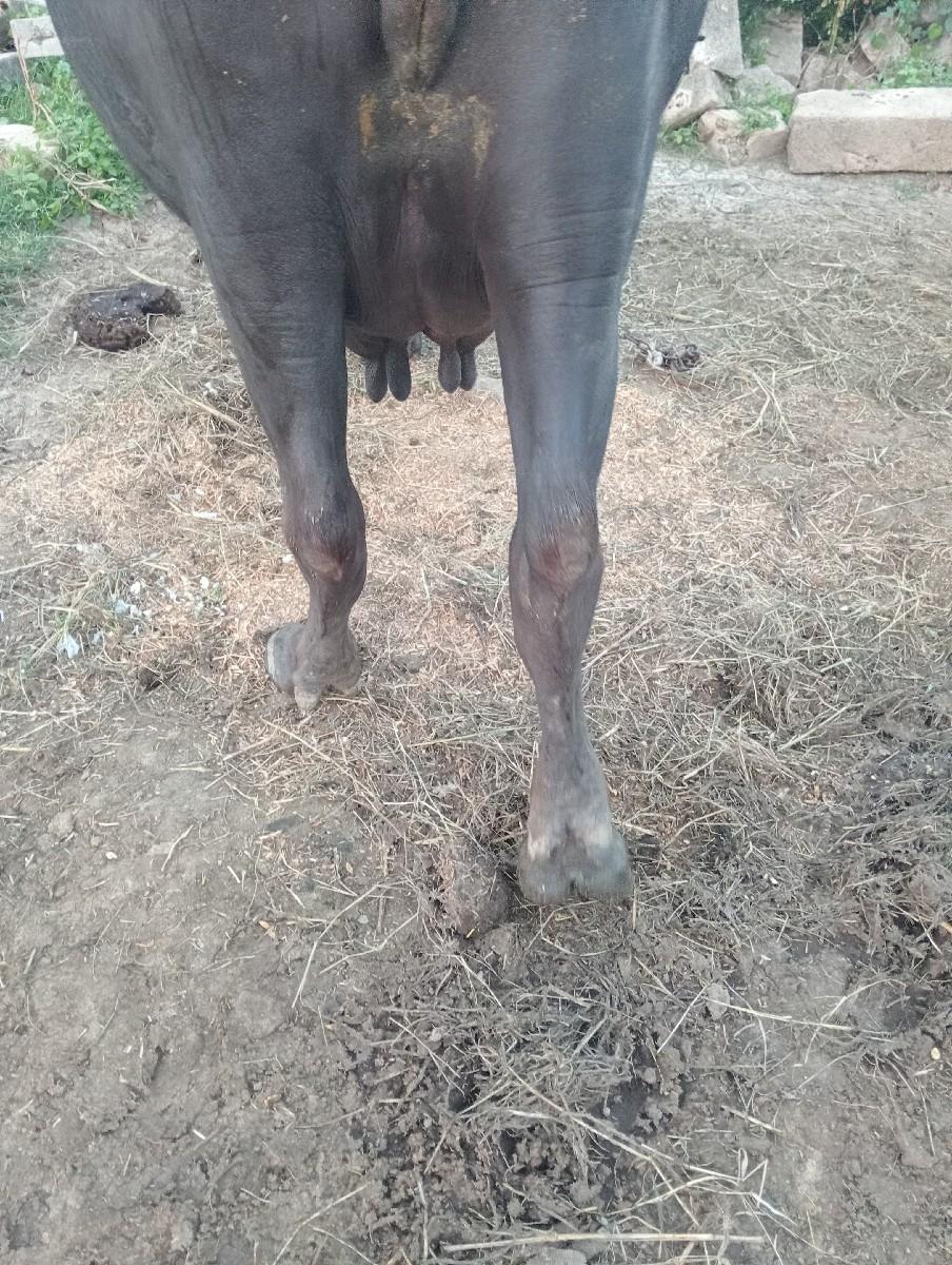 થંબનેલ 3