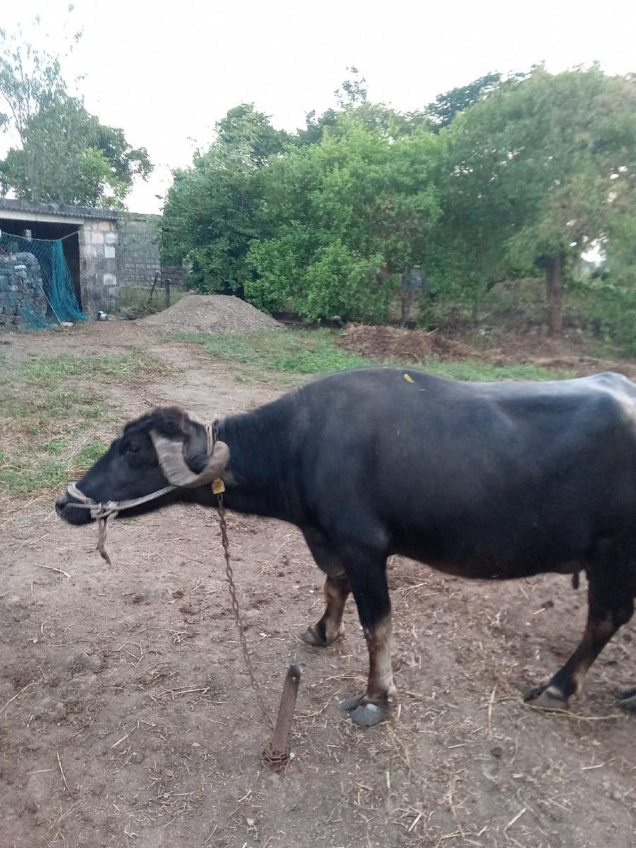 ભેંસ વેચવાની છે.