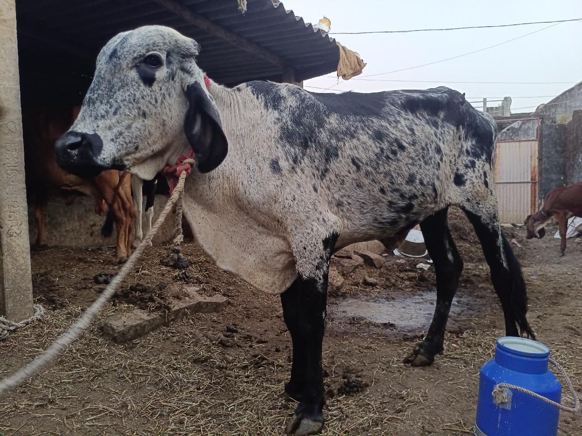 જશી વાસરડી વેચવાની સે