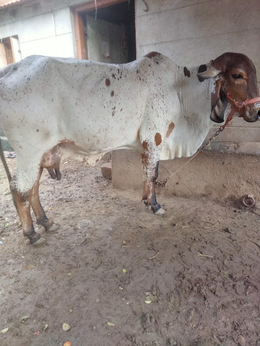 થંબનેલ 2