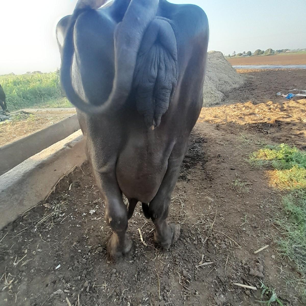 થંબનેલ 2