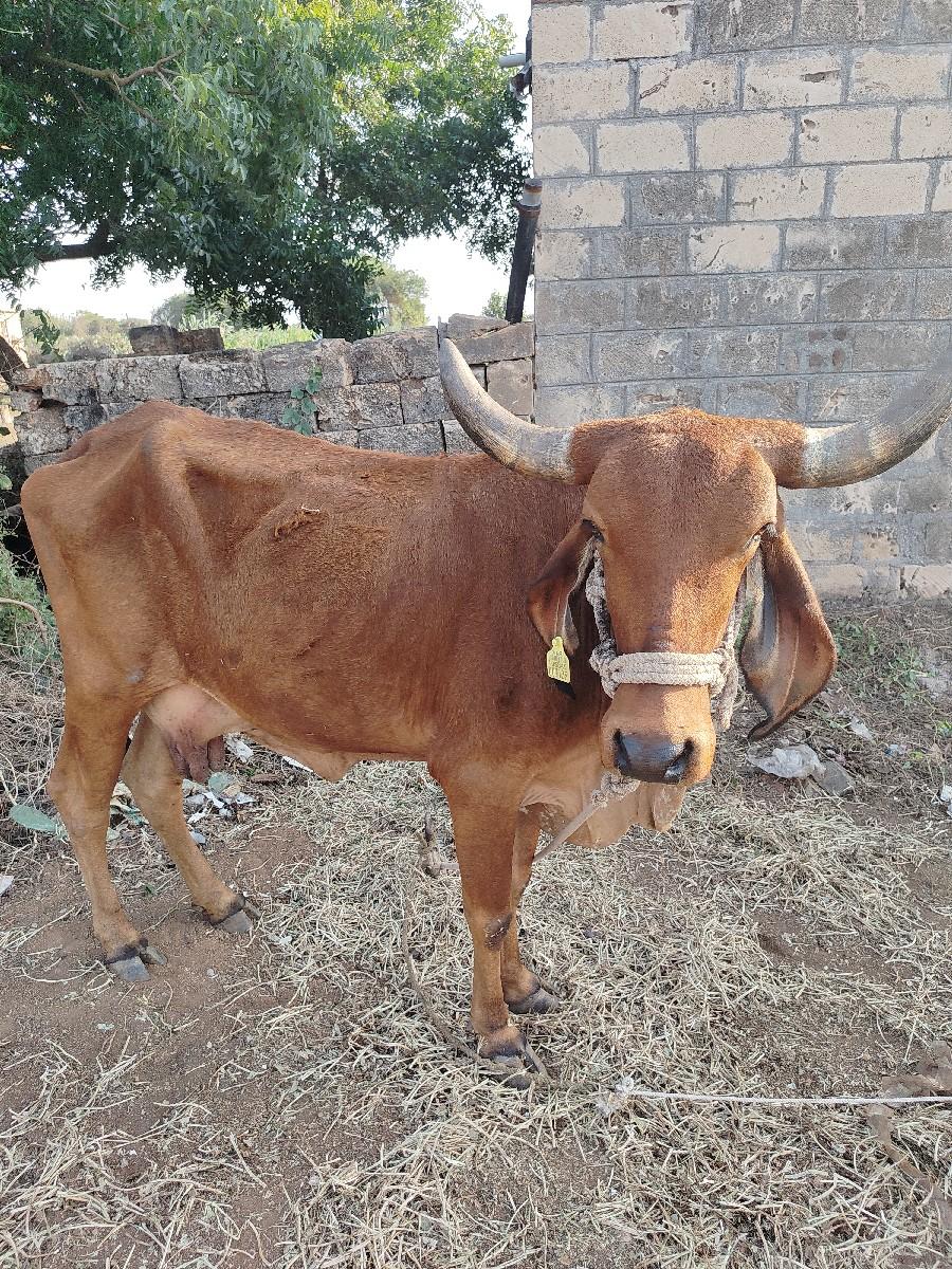 ગાય વેચવાની છે