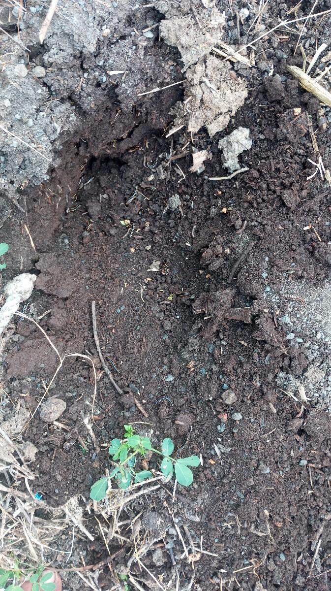 સાણીયુ ખાતર