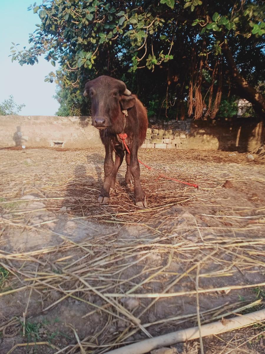 થંબનેલ 3