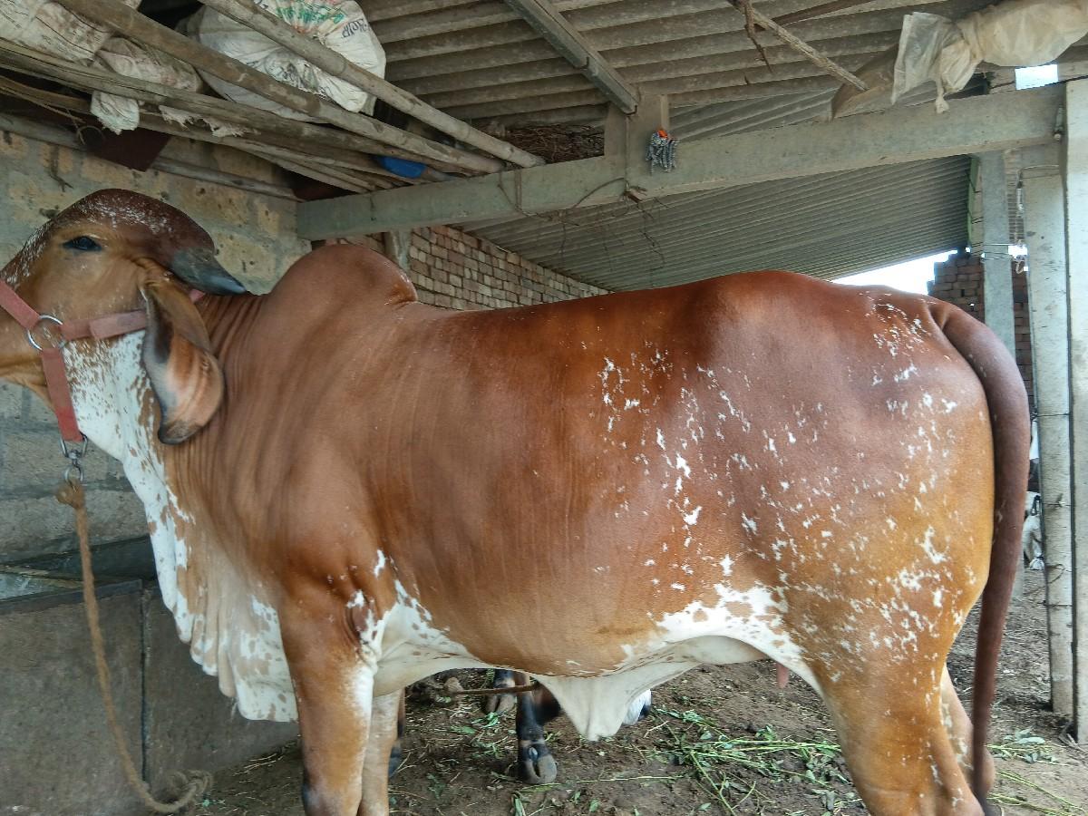 થંબનેલ 2