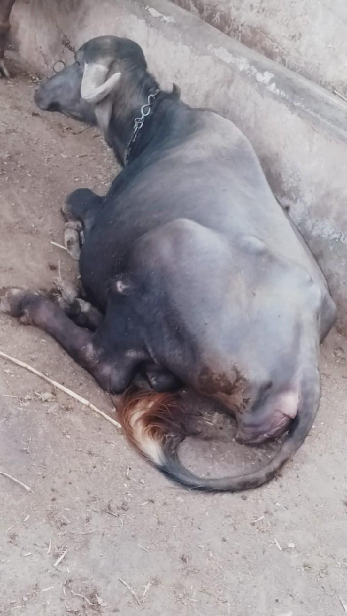 વેચવાનુ છે