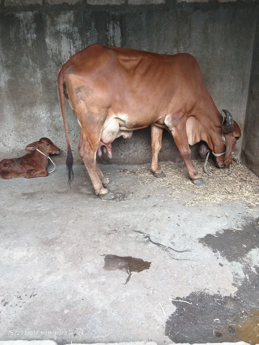 દેશી ગાય વેચવાની છે