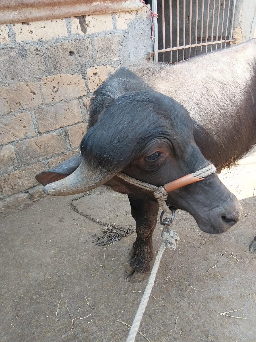 જાફરાબાદી પાડો વેચવા નો છે