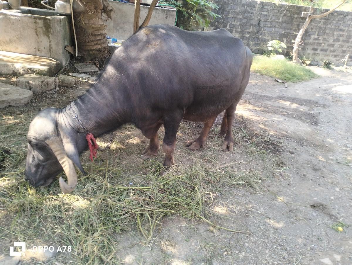 થંબનેલ 2