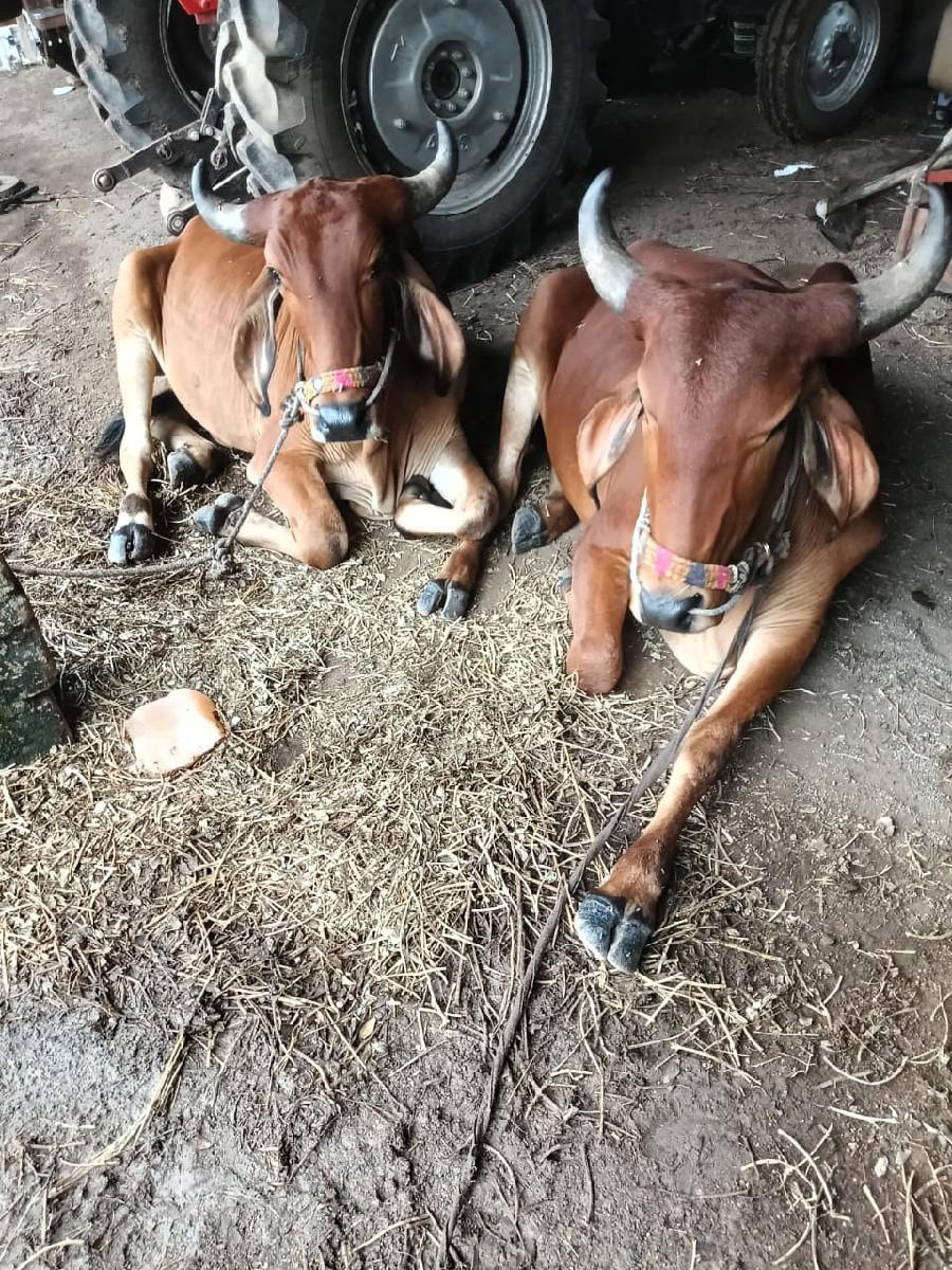 આ ગોધલાં વેચવાના છે