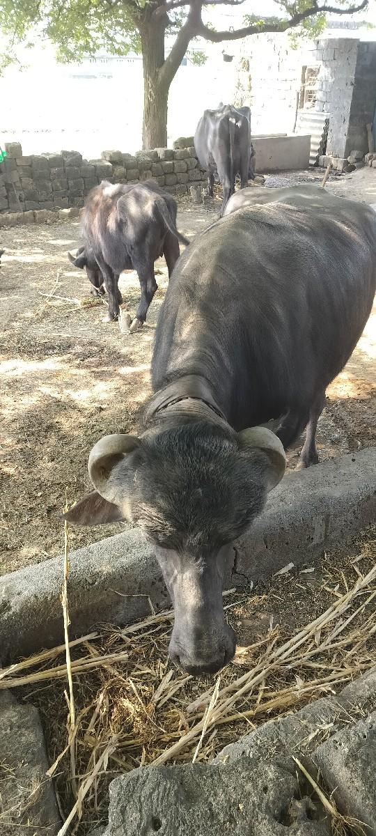 ભેંસ વેચવાની છે