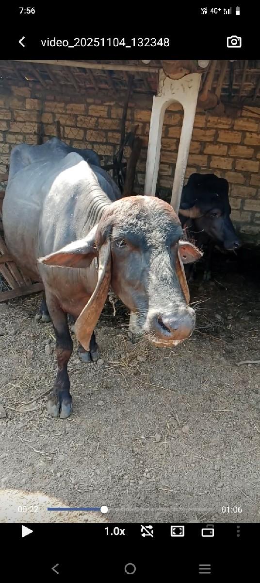 थंबनेल 3