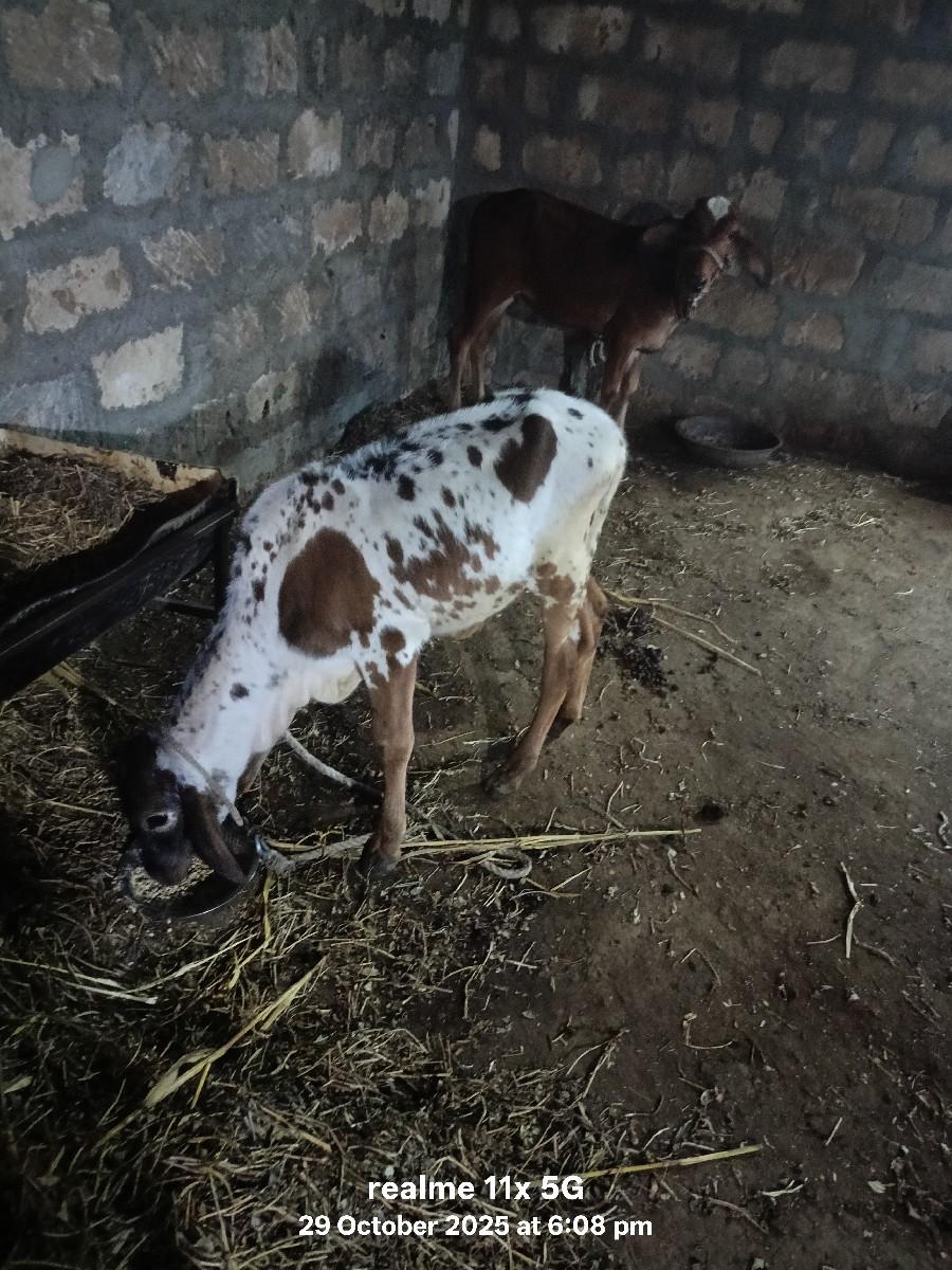 થંબનેલ 2