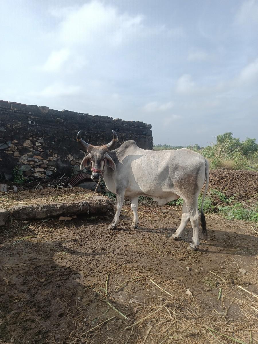 થંબનેલ 2