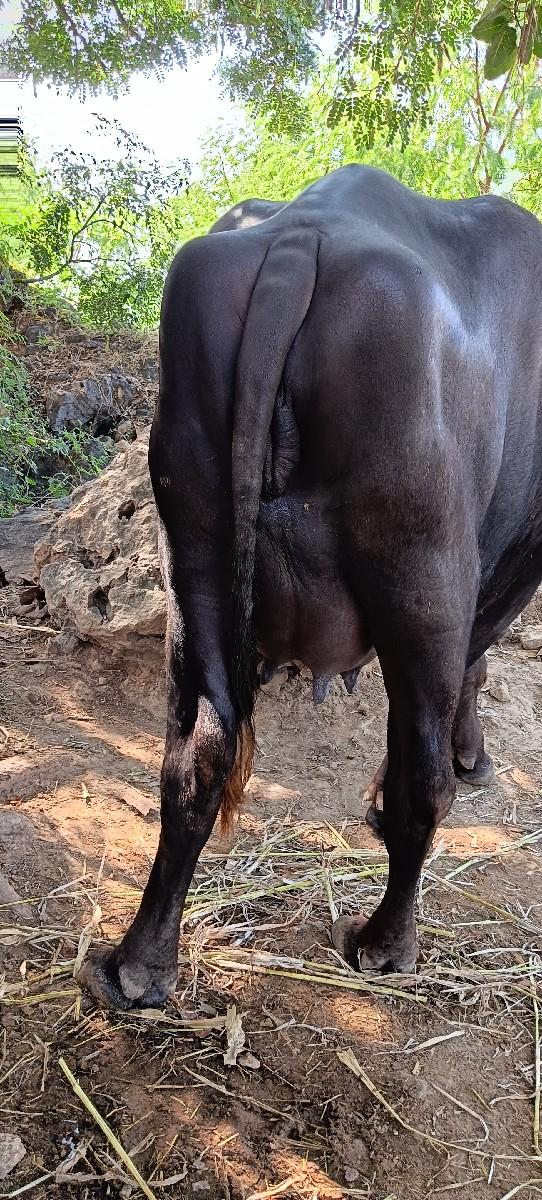 આ ભેંસ વેચવાની છે.