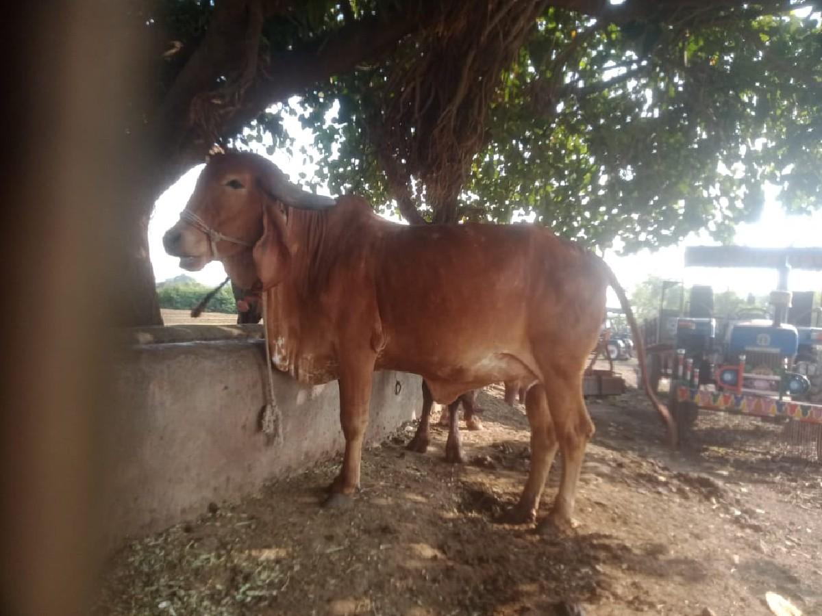 થંબનેલ 2