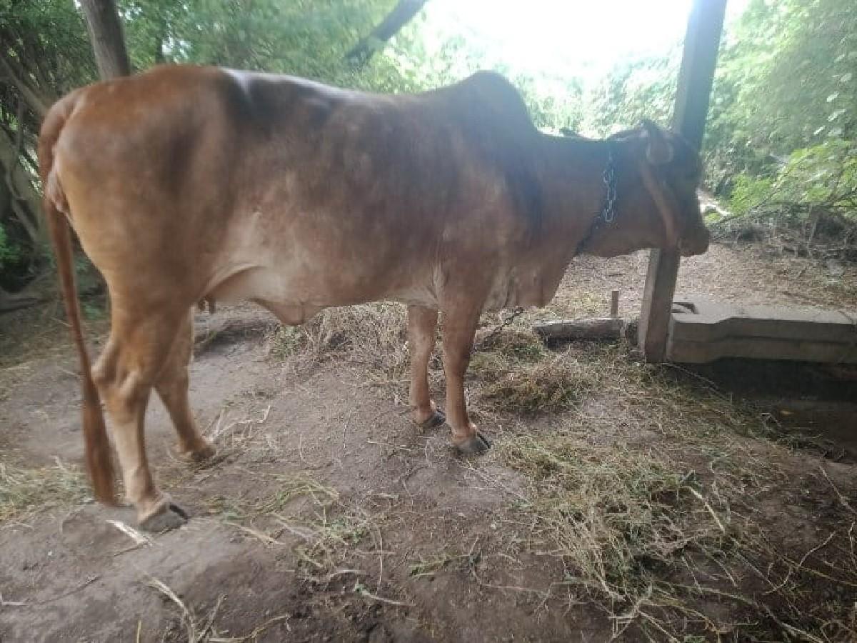 થંબનેલ 6