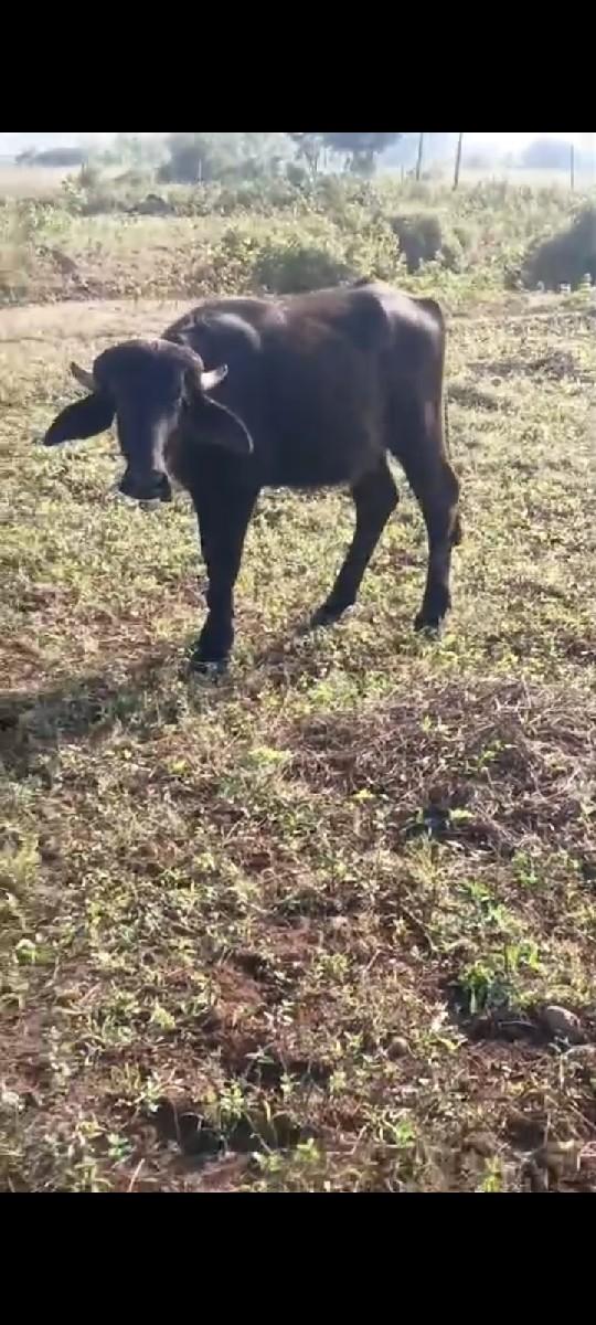 થંબનેલ 3