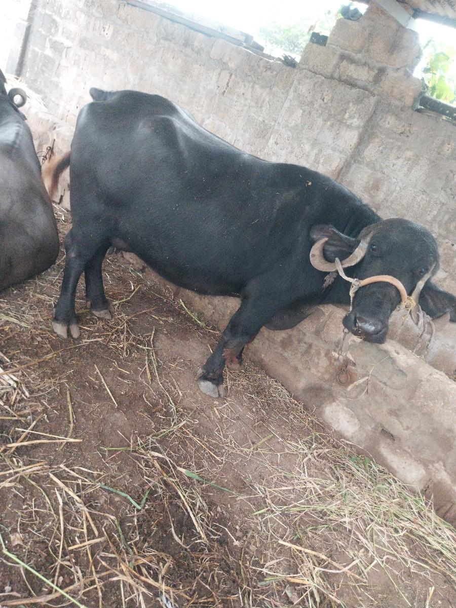 ભેસ વેચવા ની છે