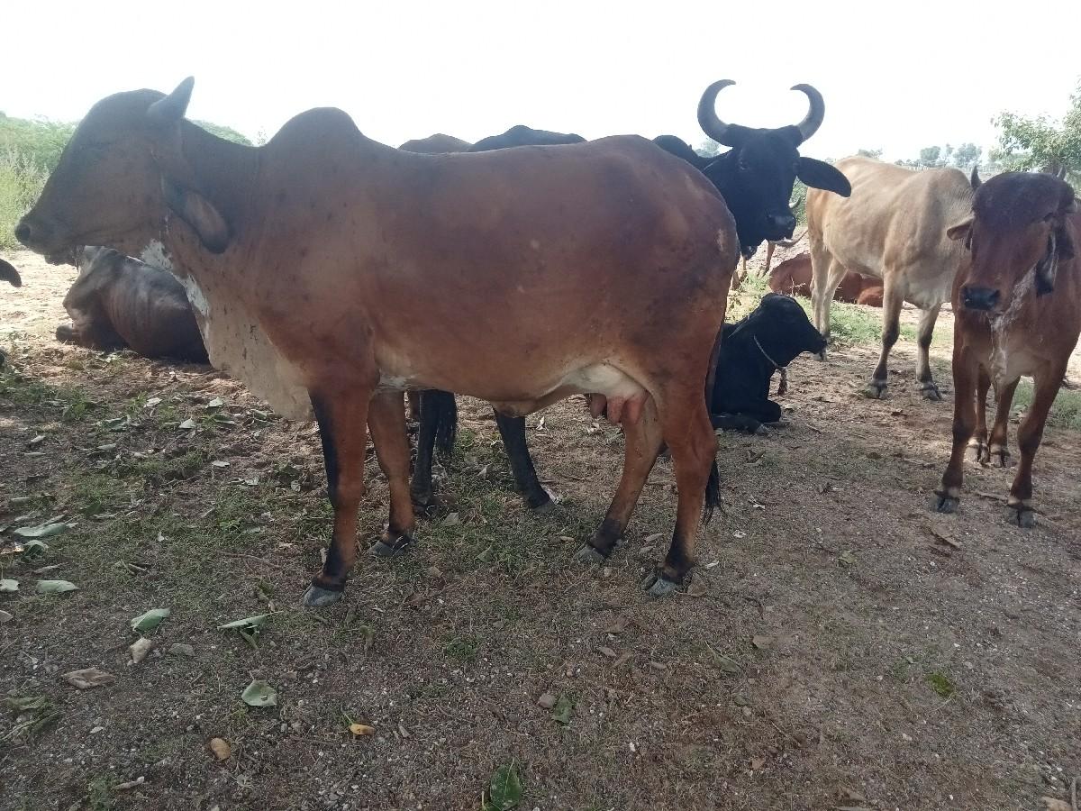 થંબનેલ 3