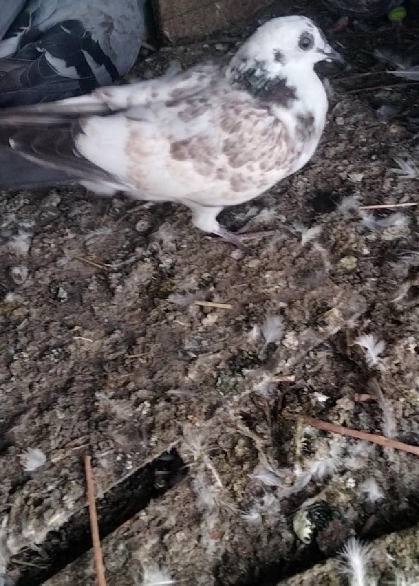 થંબનેલ 3