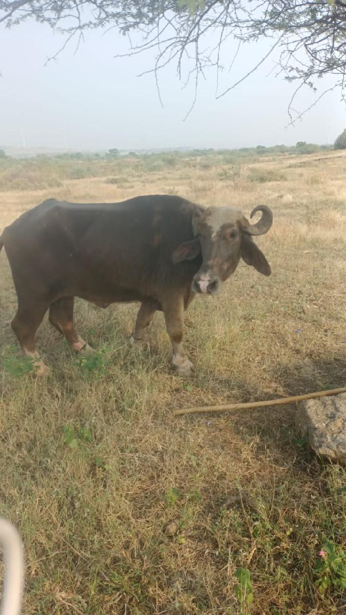 થંબનેલ 3