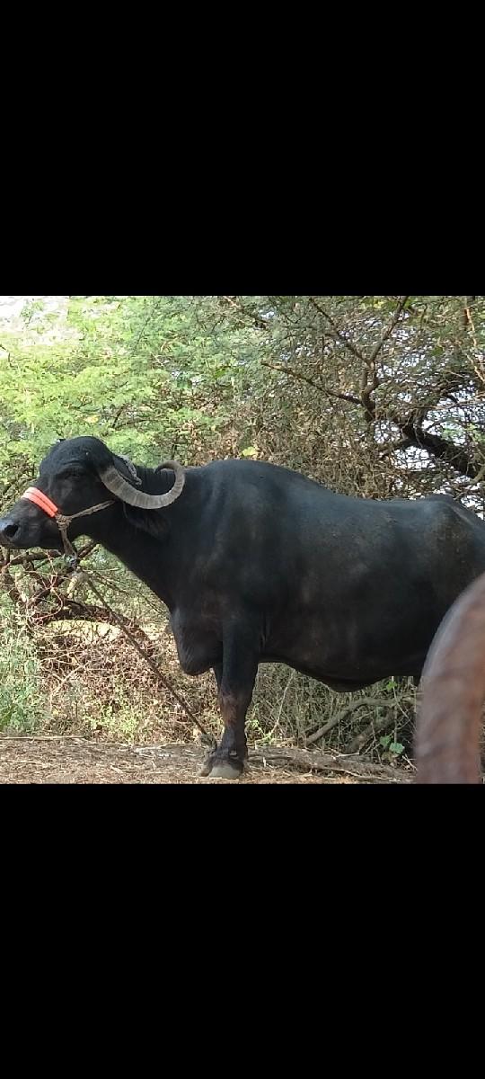 આ બેય ભેંસૂ વેચવાની છે