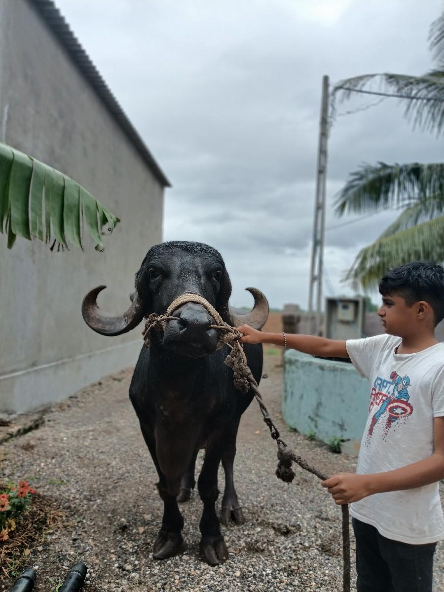 થંબનેલ 2