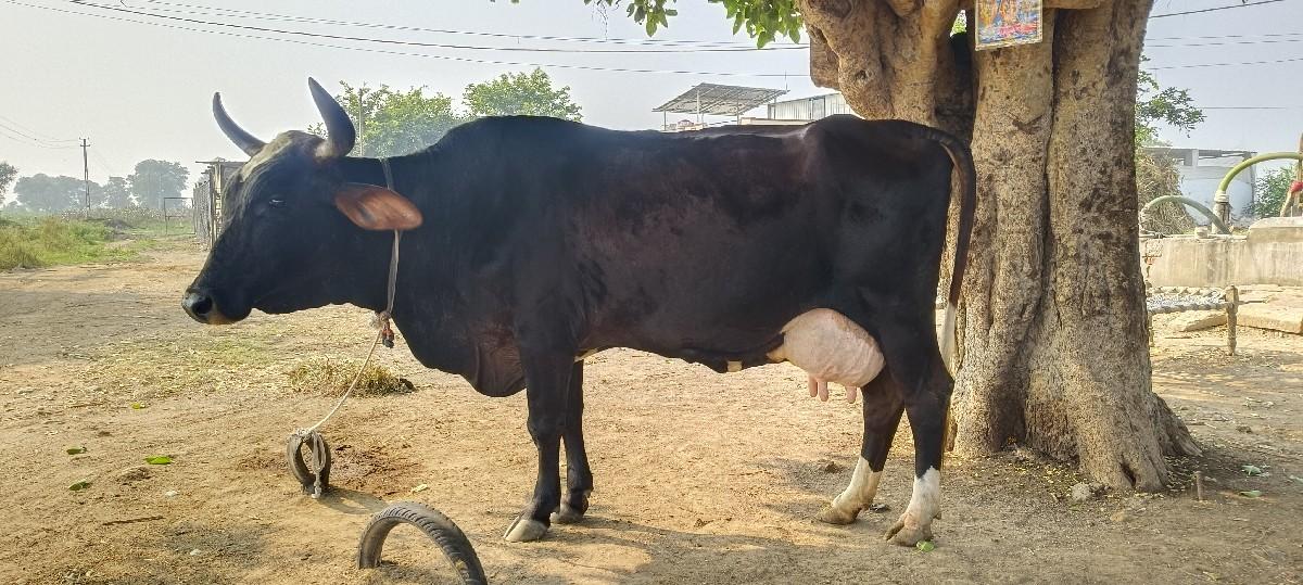 કોષ ગાય વેચવા ની છે