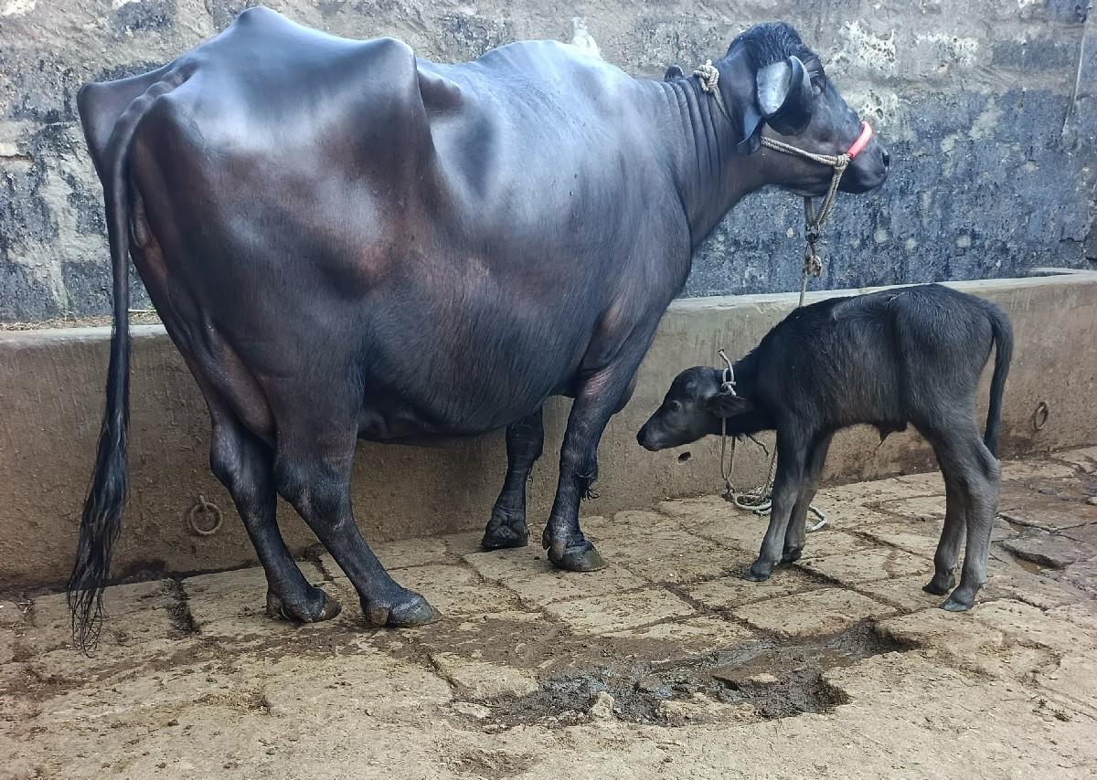 થંબનેલ 3