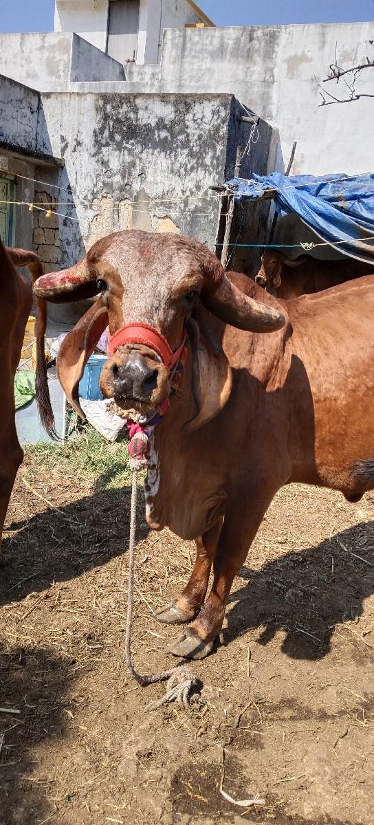 gir gay vechvani che  kimat